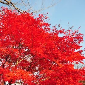 イロハモミジ – はなもく散歩