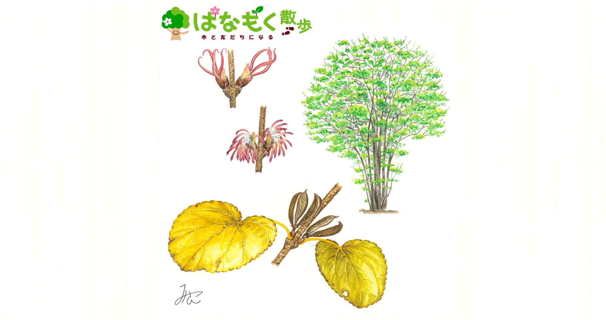 カツラ – はなもく散歩