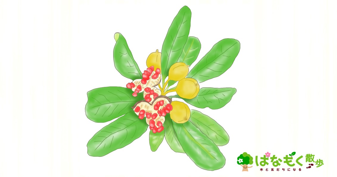 トベラ はなもく散歩