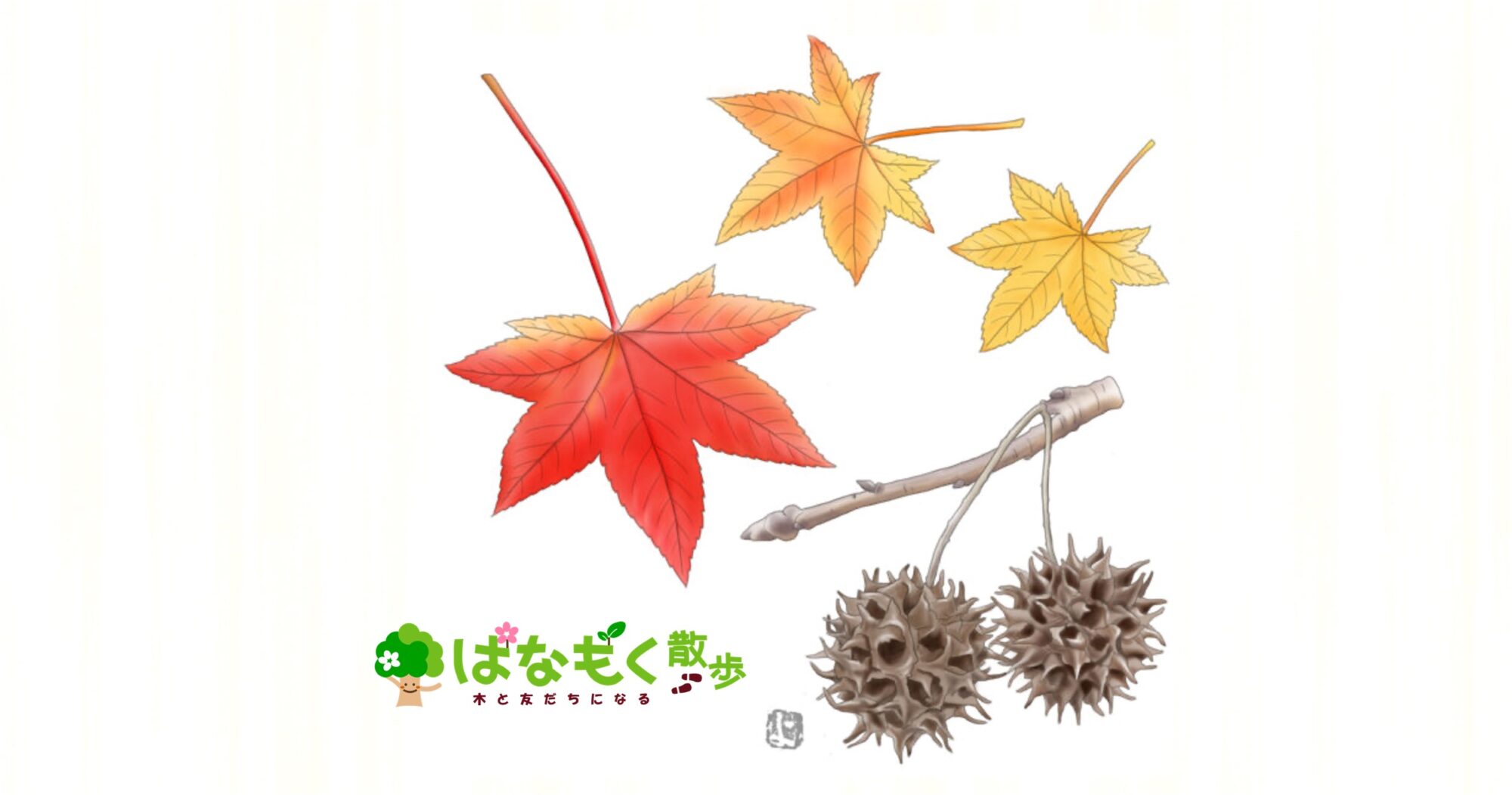 モミジの葉 赤と黄色 乾燥 モミジバフウ – はなもく散歩