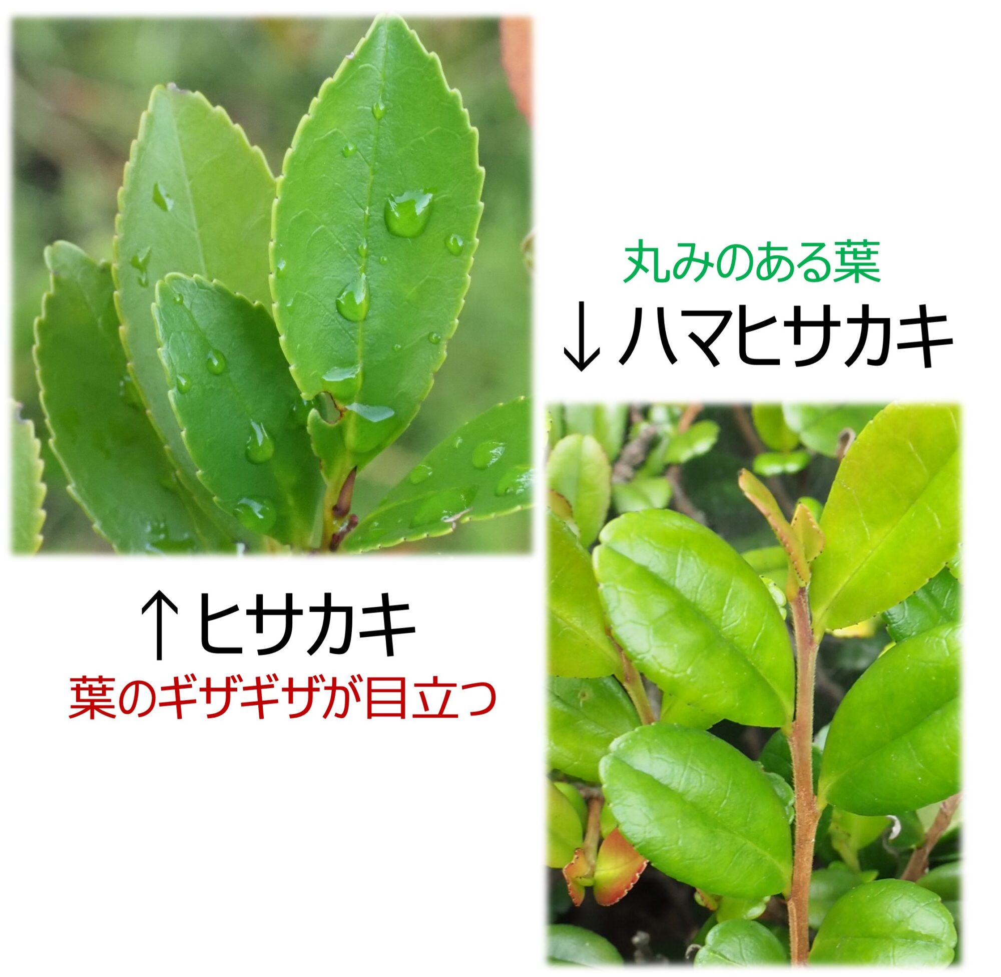 ハマヒサカキ – はなもく散歩