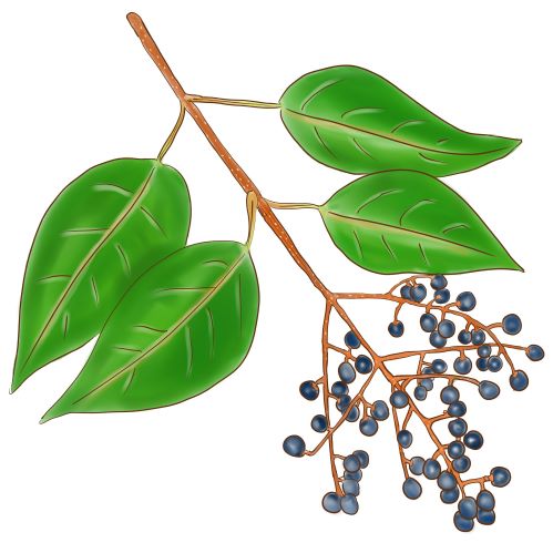 トウネズミモチ – はなもく散歩