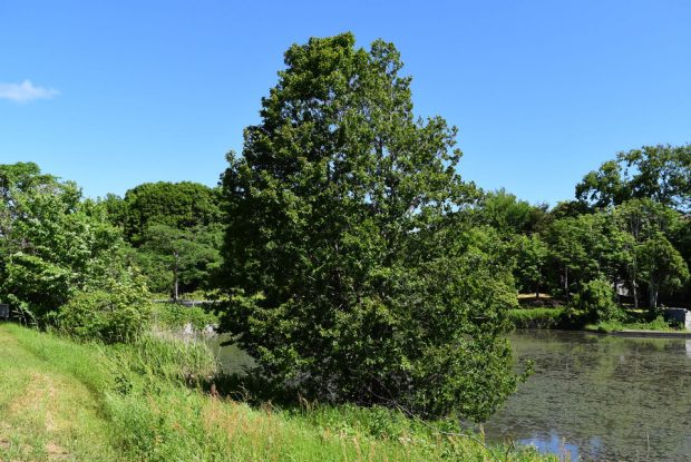 ハンノキ はなもく散歩