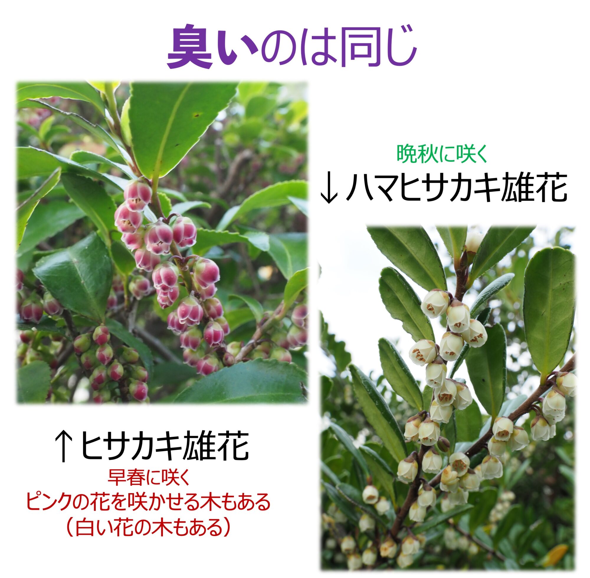 ハマヒサカキ – はなもく散歩