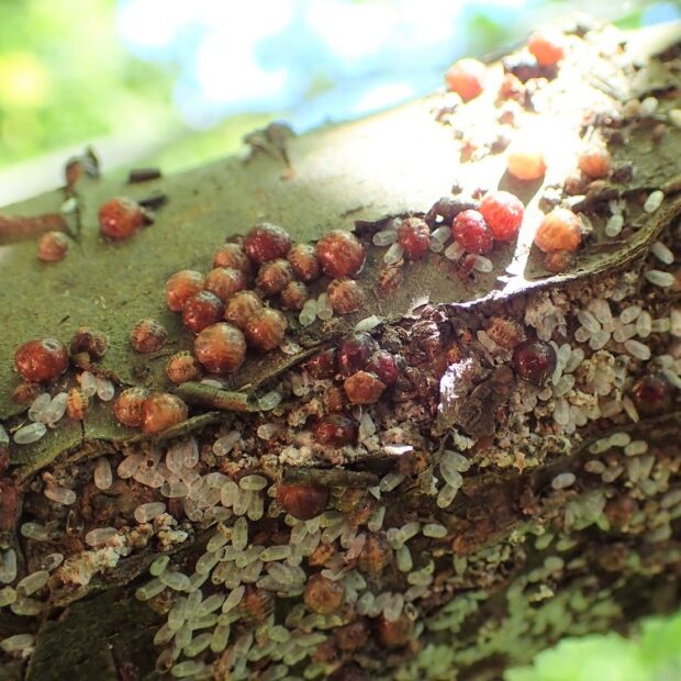 タマカタカイガラムシ はなもく散歩