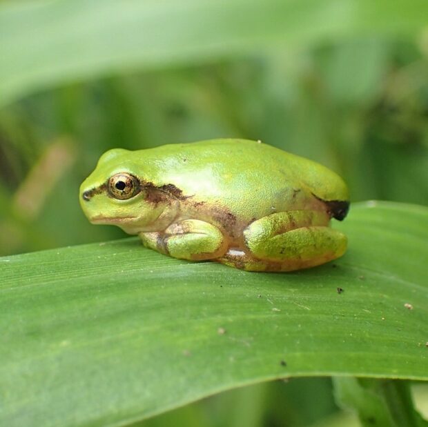 ニホンアマガエル – はなもく散歩