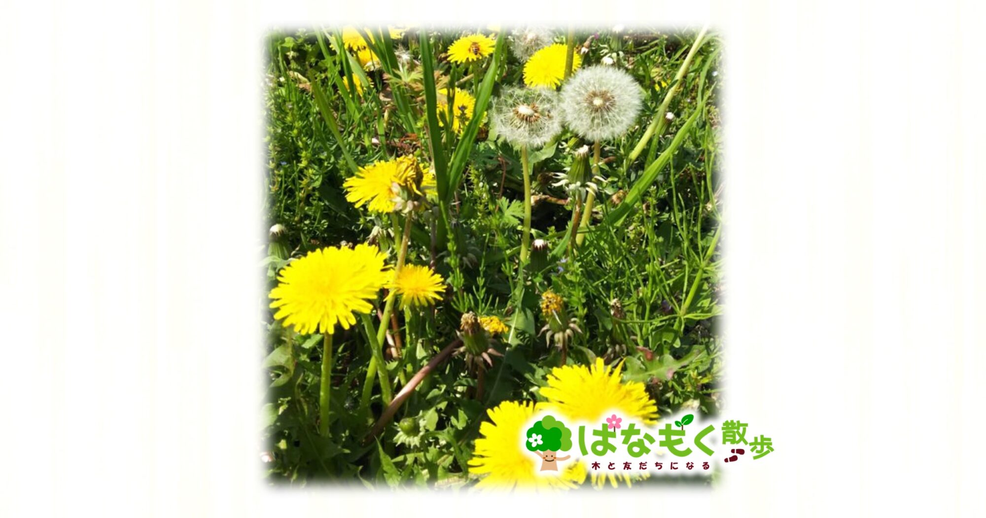 セイヨウタンポポ – はなもく散歩