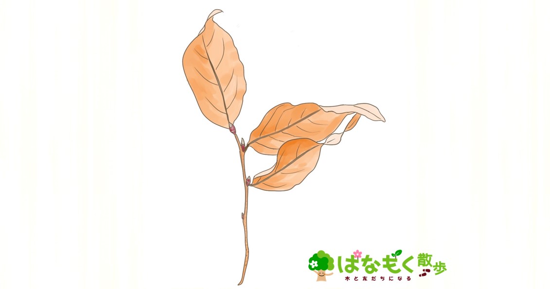 60 山採り　ヤマコウバシ 60 山採り ヤマコウバシ