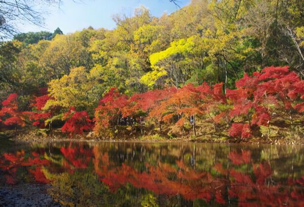 蓮池 はなもく散歩