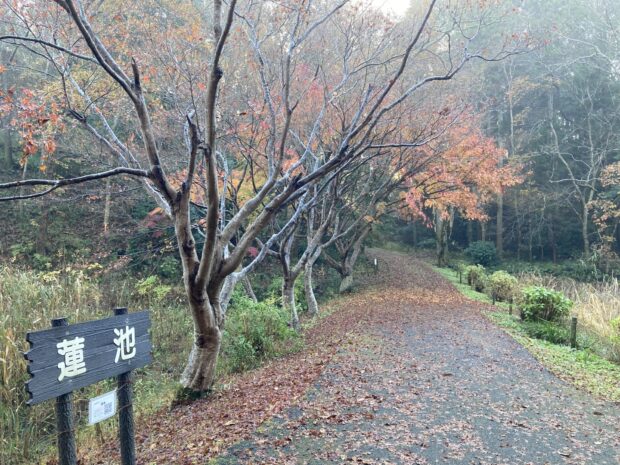 蓮池