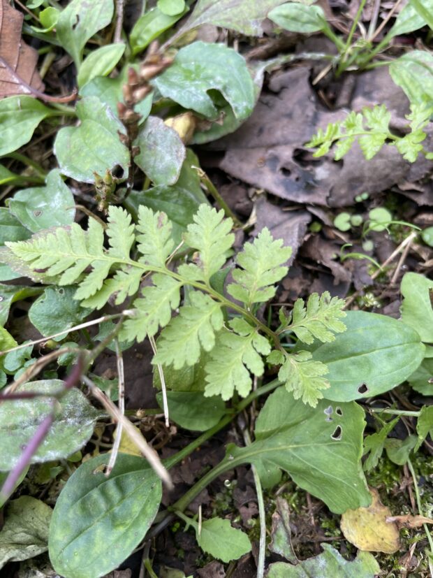 カキノキ