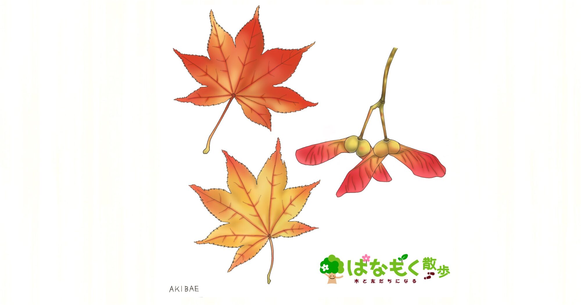 オオモミジ – はなもく散歩