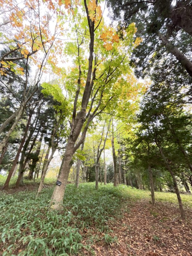 県木の広場
