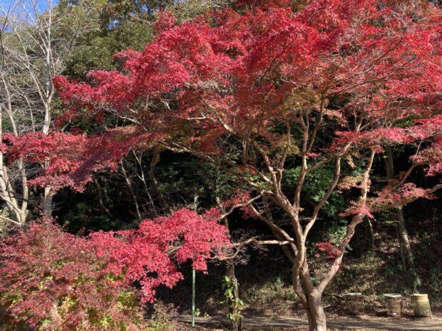 中の池