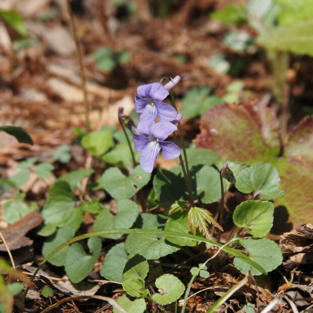 野草園