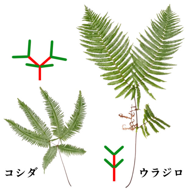 ウラジロ – はなもく散歩