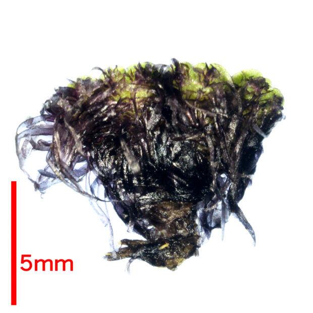 イチョウウキゴケ はなもく散歩