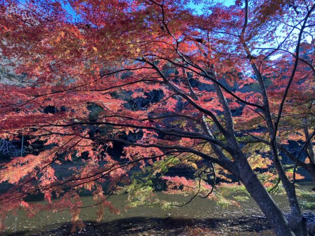 中の池