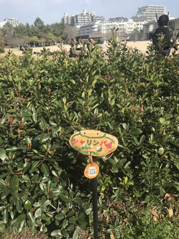 シャリンバイ
