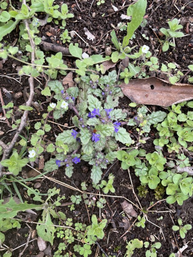 花木見本園