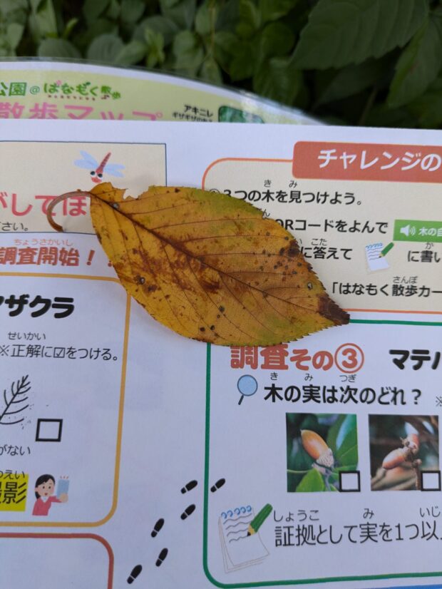 オオシマザクラ