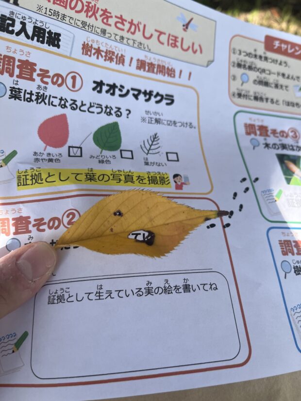 オオシマザクラ