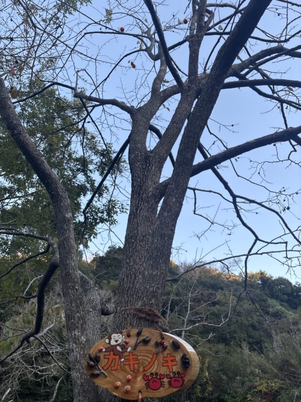 カキノキ