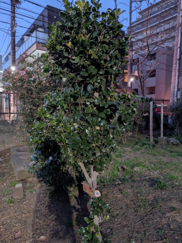 ヤブツバキ