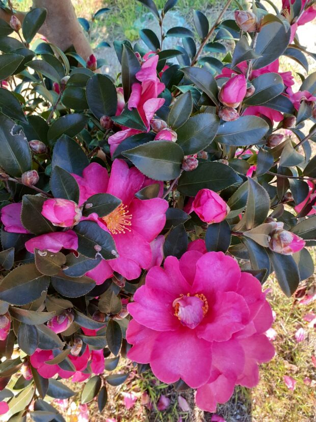 サザンカ(園芸種)