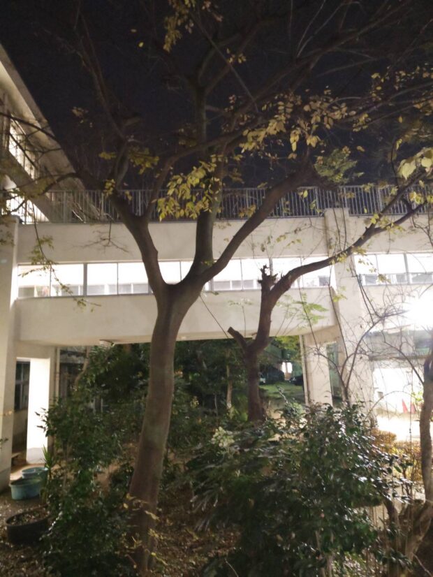 エノキ