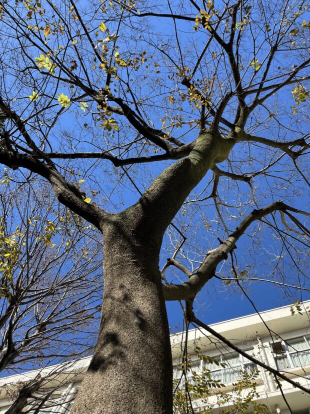 エノキ