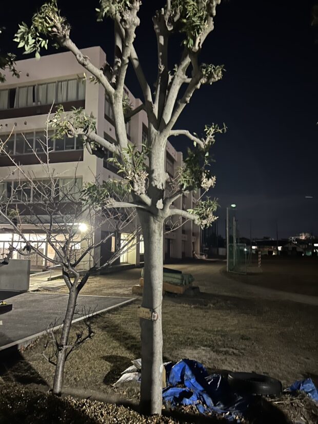 シラカシ