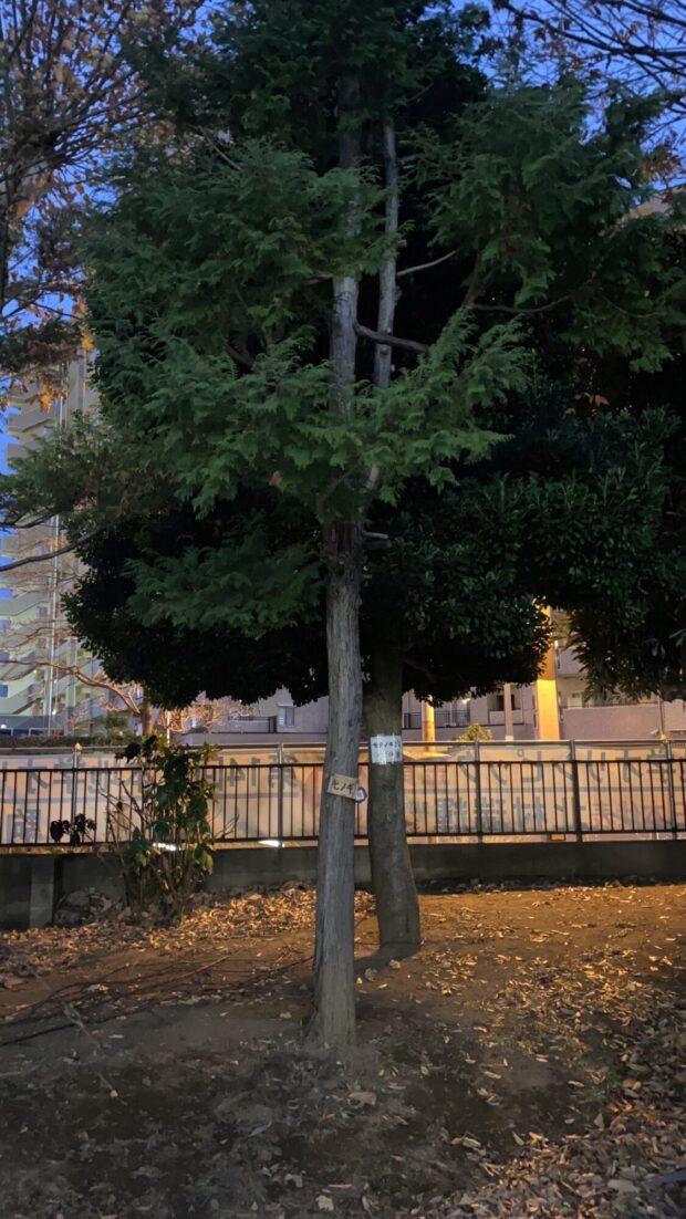 ヒノキ