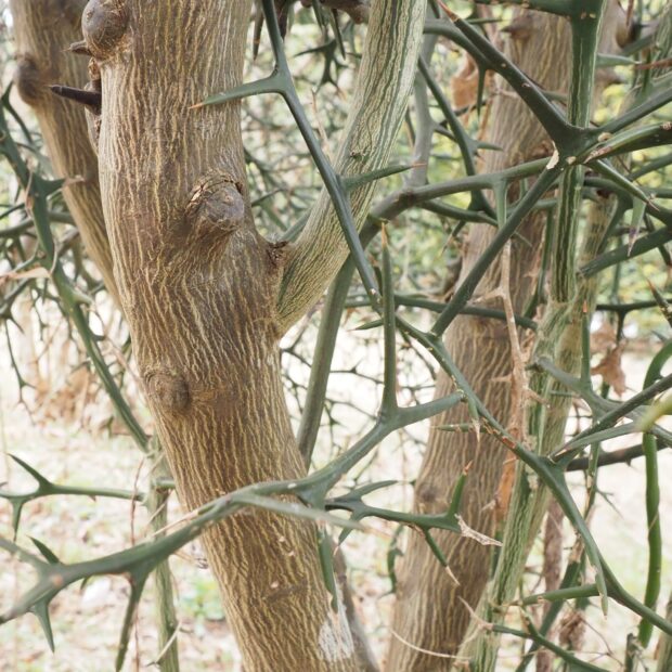 カラタチ – はなもく散歩