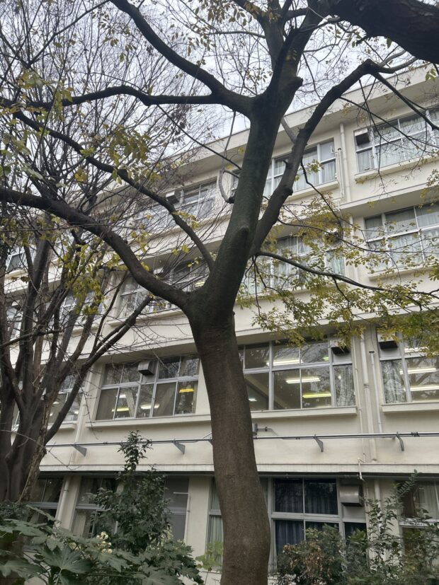 エノキ