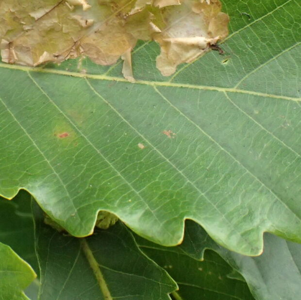 ミズナラ – はなもく散歩