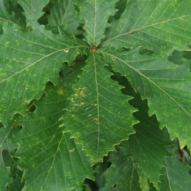 北の蝦夷　黄色く紅葉する　ミズナラ　1メートル50センチ　4年苗　大小セット 北の蝦夷 黄色く紅葉する ミズナラ 1メートル50センチ 4年苗