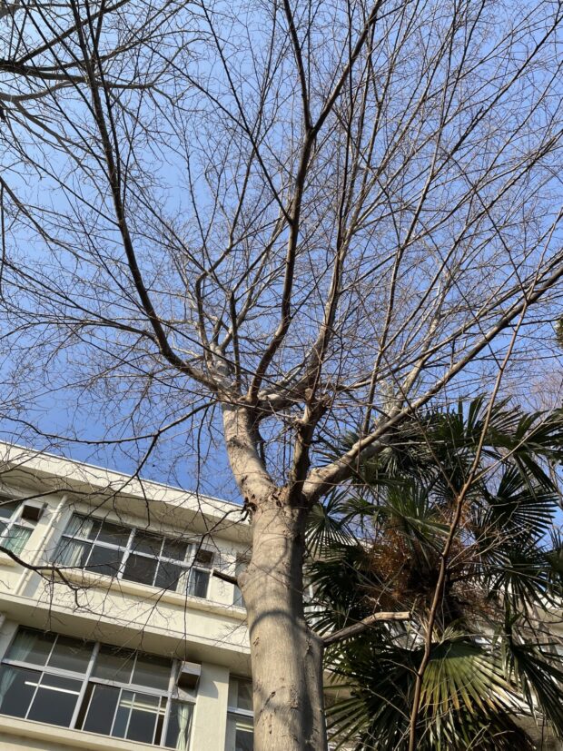 ムクノキ