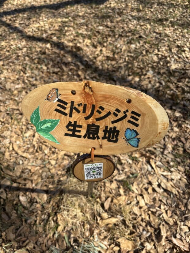 ミドリシジミ生息地