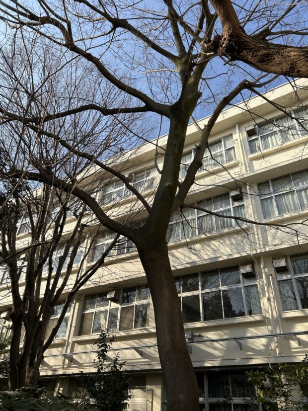 エノキ
