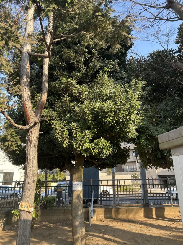 モチノキ