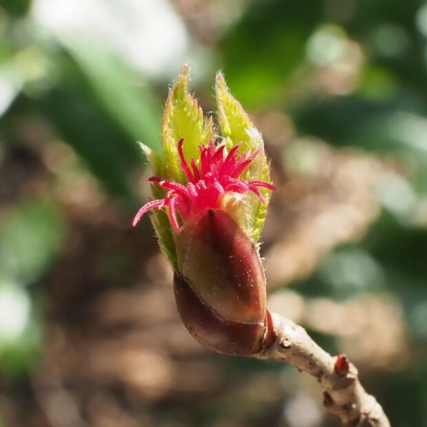 ツノハシバミ – はなもく散歩