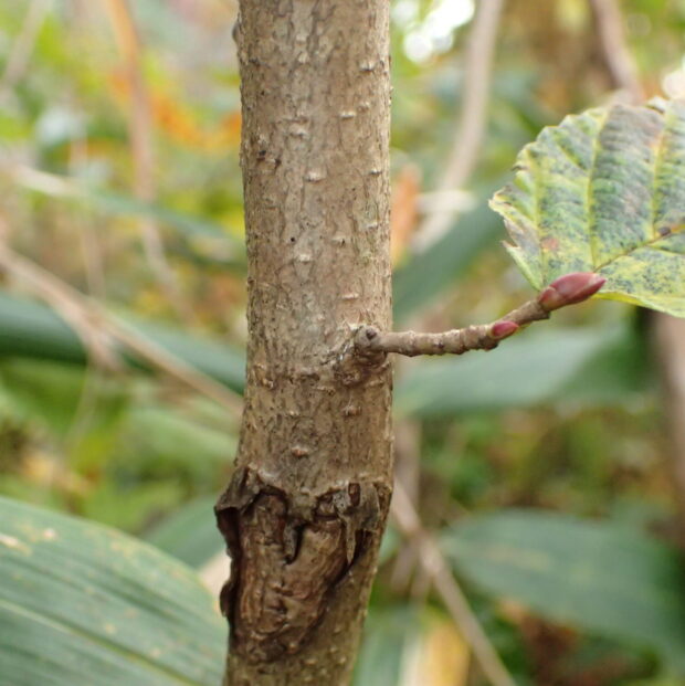 5 山採り　ツノハシバミ 5 山採り ツノハシバミ