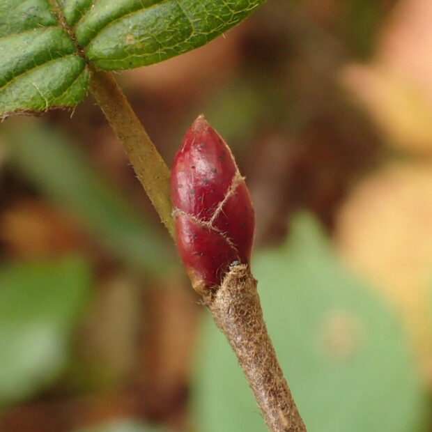 ツノハシバミ – はなもく散歩