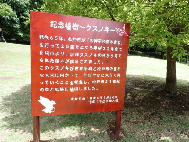 年代物の観賞木 記念植樹 クスノキ – はなもく散歩