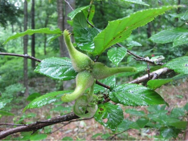 ツノハシバミ – はなもく散歩