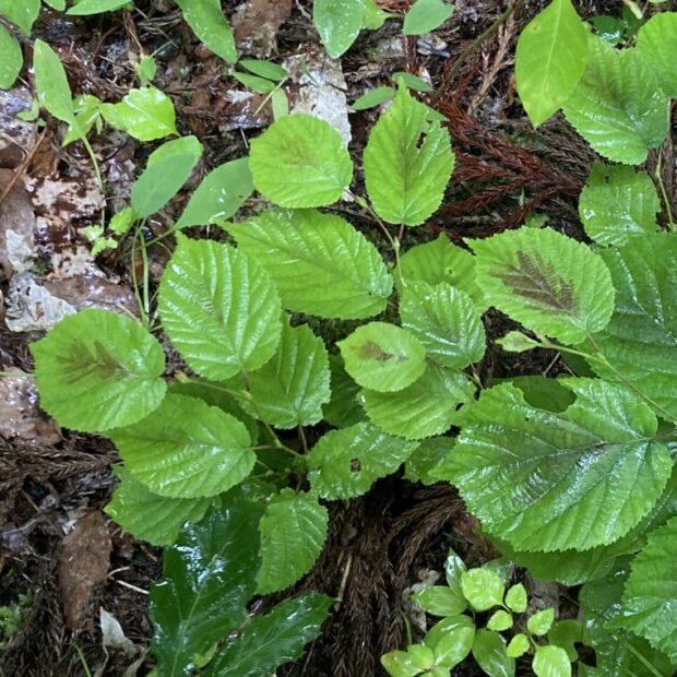 5 山採り　ツノハシバミ 5 山採り ツノハシバミ