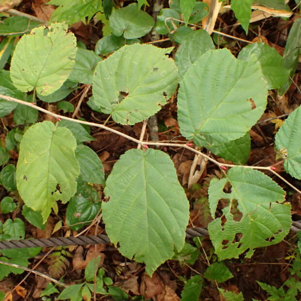 ツノハシバミ – はなもく散歩