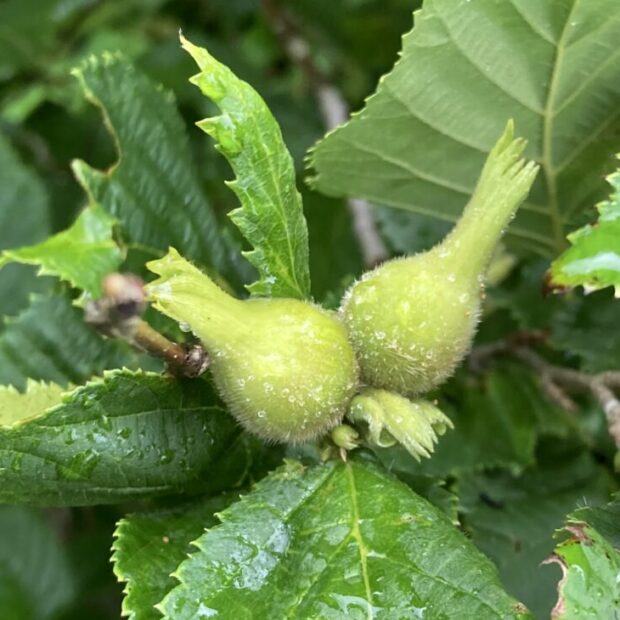 5 山採り　ツノハシバミ 5 山採り ツノハシバミ
