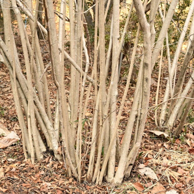 5 山採り　ツノハシバミ 5 山採り ツノハシバミ